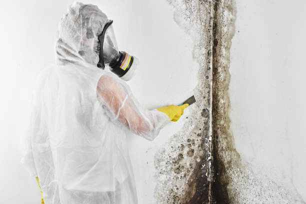 Best Same-Day Mold Removal  in Tryon, NC