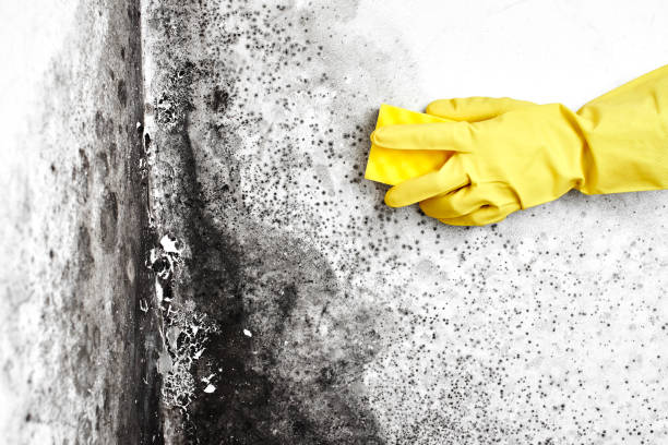 Best Mold Testing  in Tryon, NC
