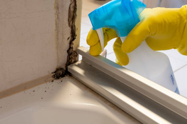 Best Mold Removal Specialists  in Tryon, NC