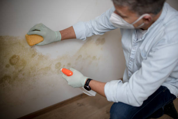 Best Professional Mold Removal  in Tryon, NC