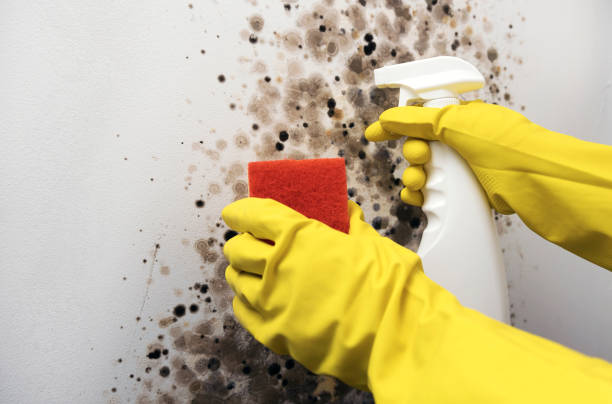Best Mold Removal Specialists  in Tryon, NC
