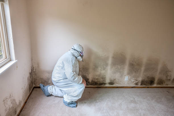 Professional Mold Removal in Tryon, NC