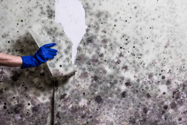 Home Mold Removal in Tryon, NC