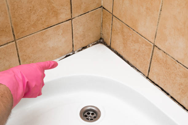 Best Certified Mold Removal  in Tryon, NC